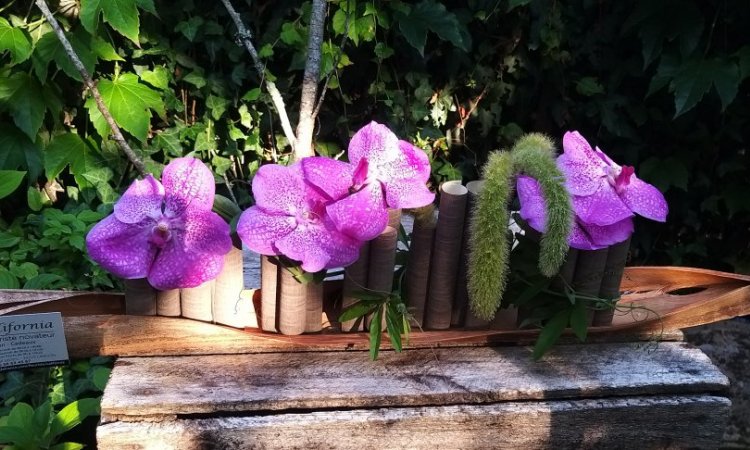Composition moderne avec orchidées